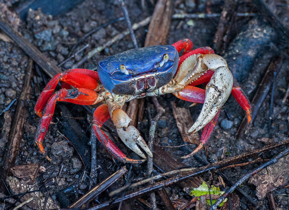 Costa Rica Red Land Crab